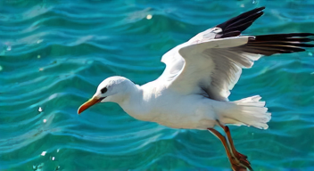 Die 6 häufigsten Fehler bei Begegnungen mit Portugiesischen Galeeren